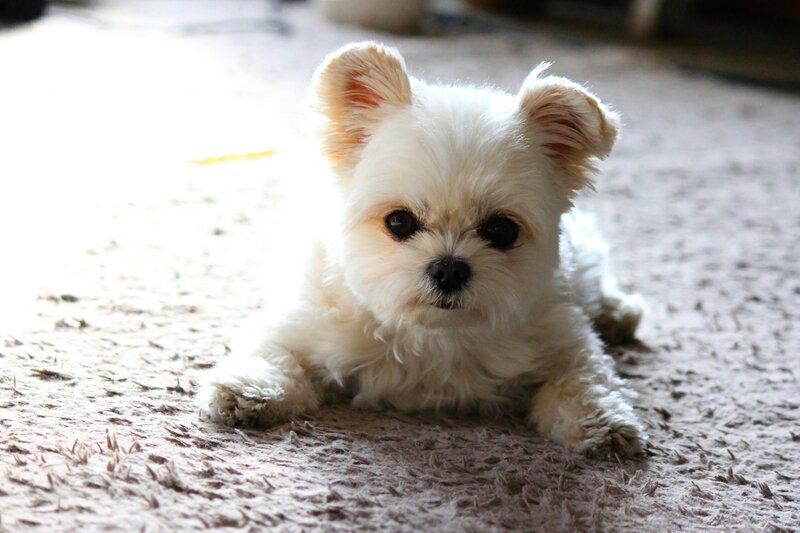 White Puppy on Carpet — Calm
