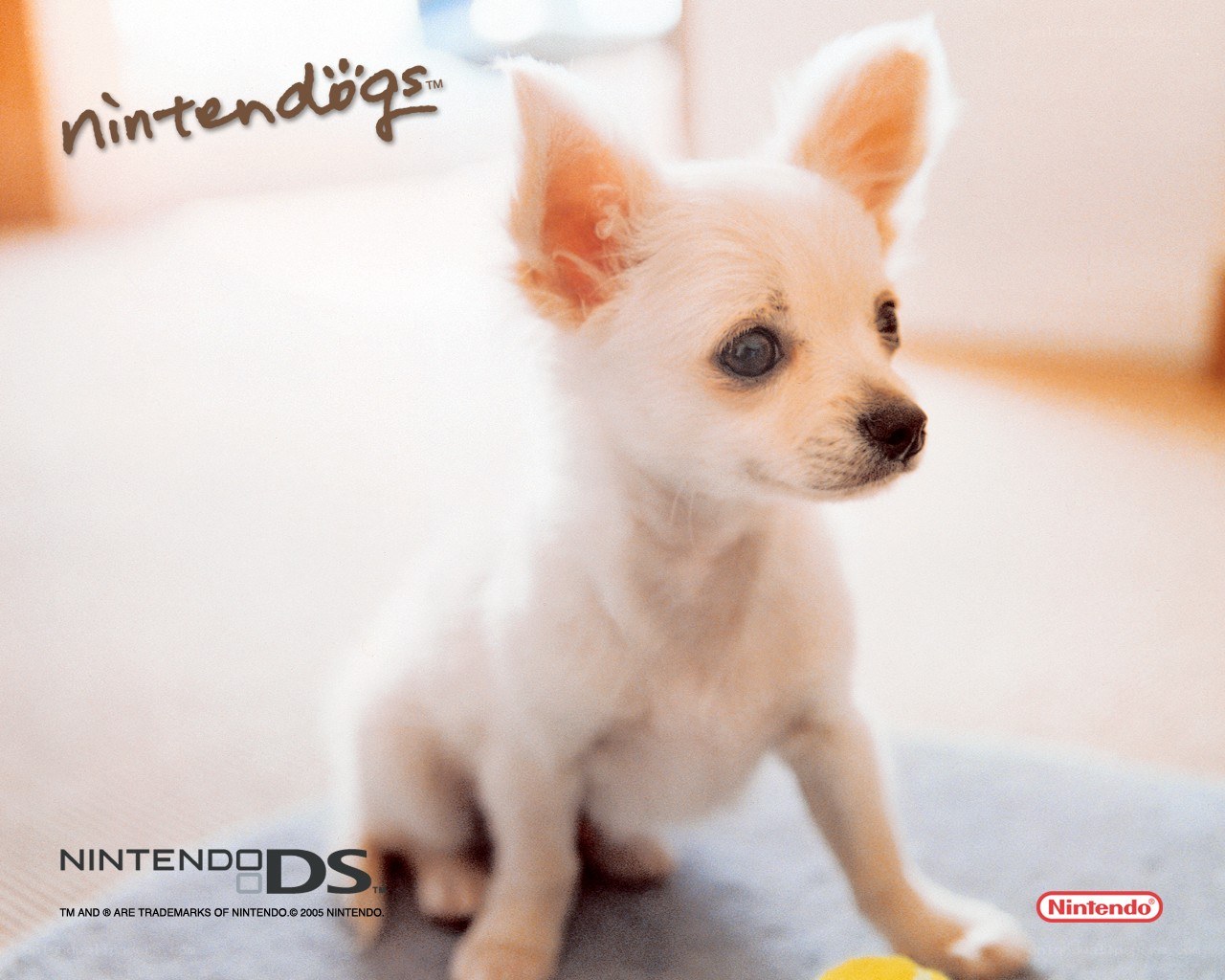 White puppy on carpet