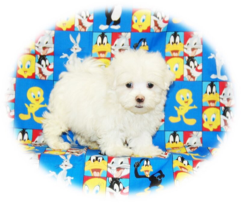 white puppy on cartoon blanket