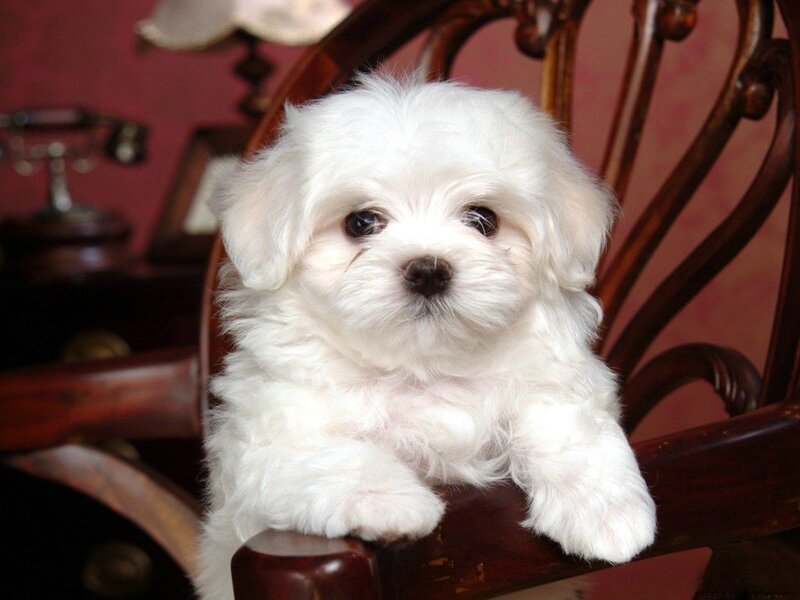 White Puppy on Chair — Calm, Photograph