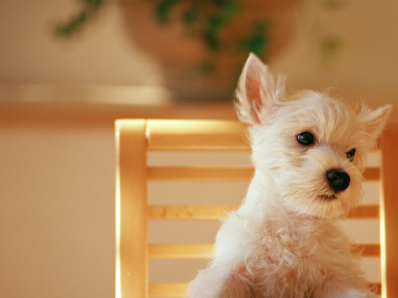 White Puppy on Chair — Calm