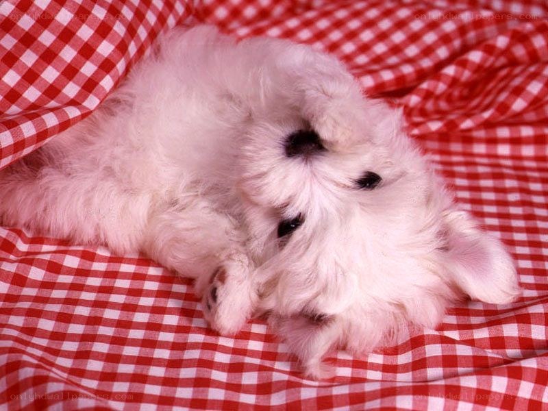 White puppy on checkered blanket