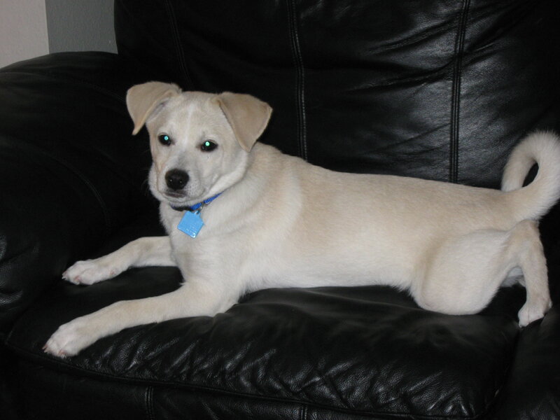 White Puppy on Couch — Black