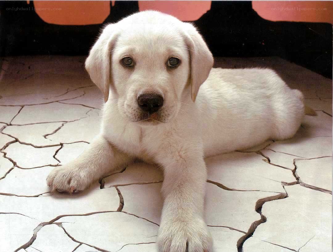 White puppy on cracked floor
