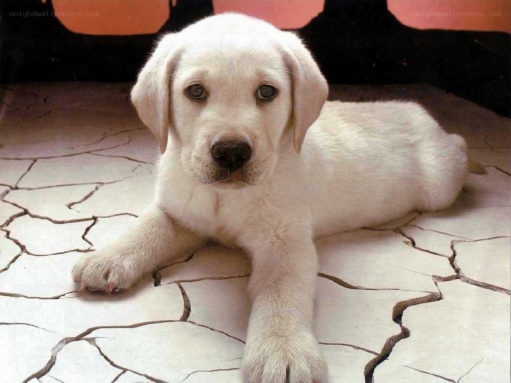 White puppy on cracked floor