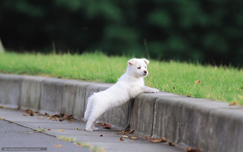 White Puppy on Curb — Calm