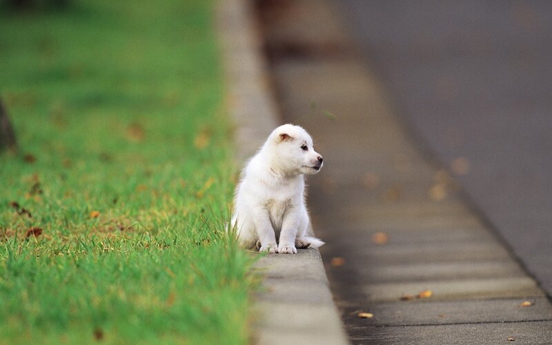 White Puppy on Curb — Green, Calm