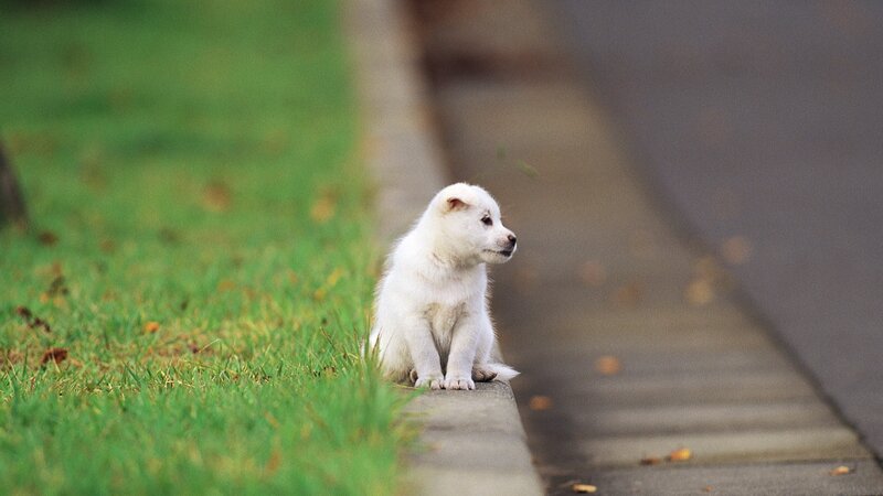 White Puppy on Curb — Green