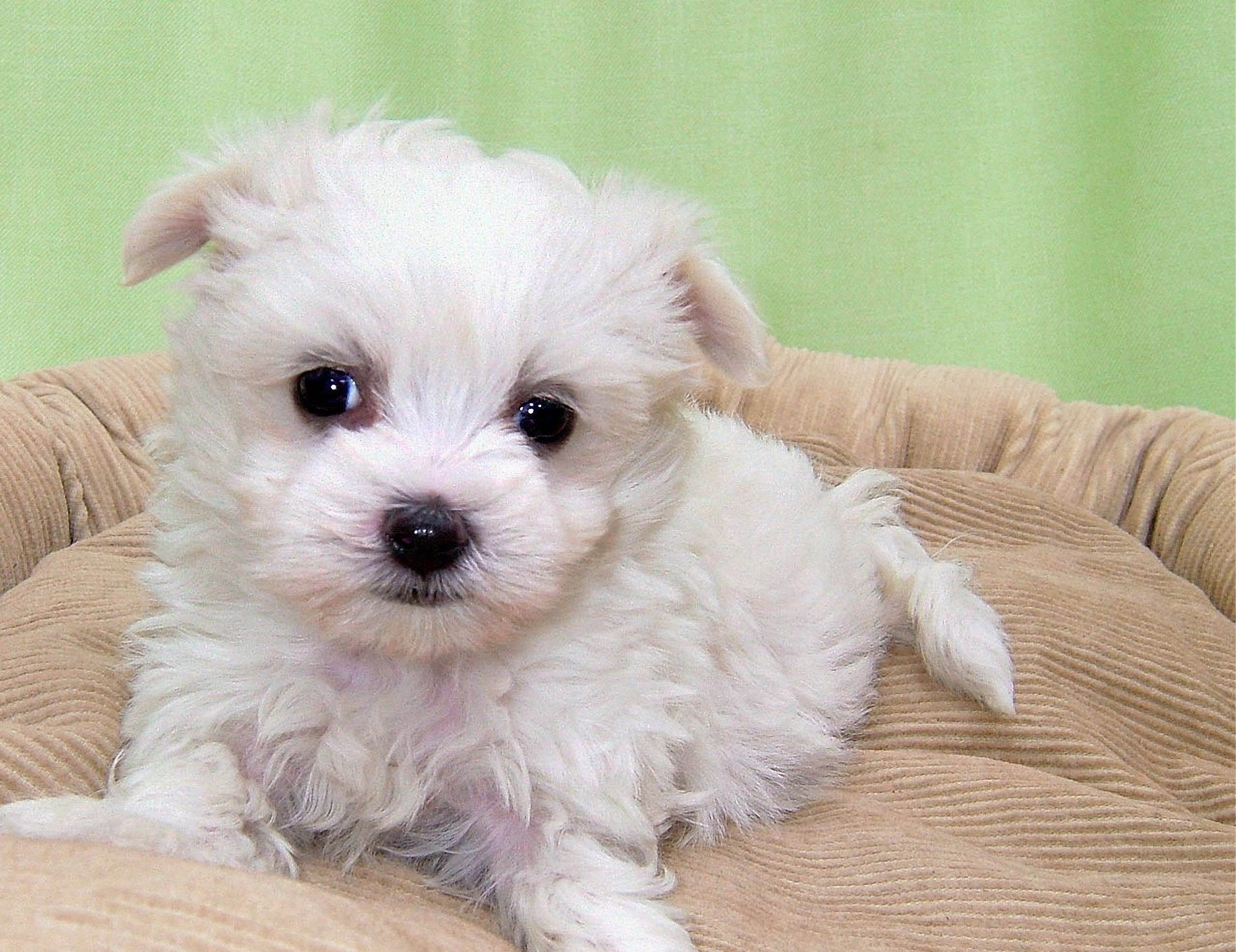 white puppy on cushion