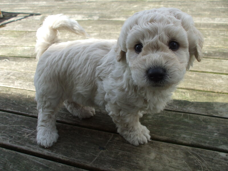 White Puppy on Deck — Calm, Afternoon, Photograph