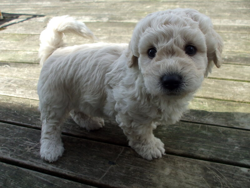 White Puppy on Deck — Calm, Afternoon, Photograph, Wooden Deck