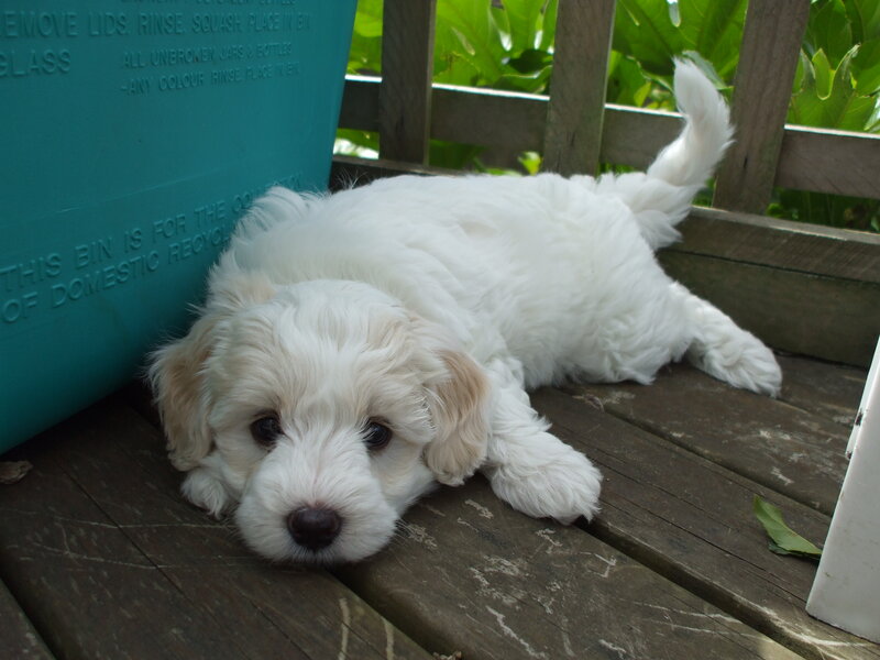 White Puppy on Deck — Calm, Afternoon