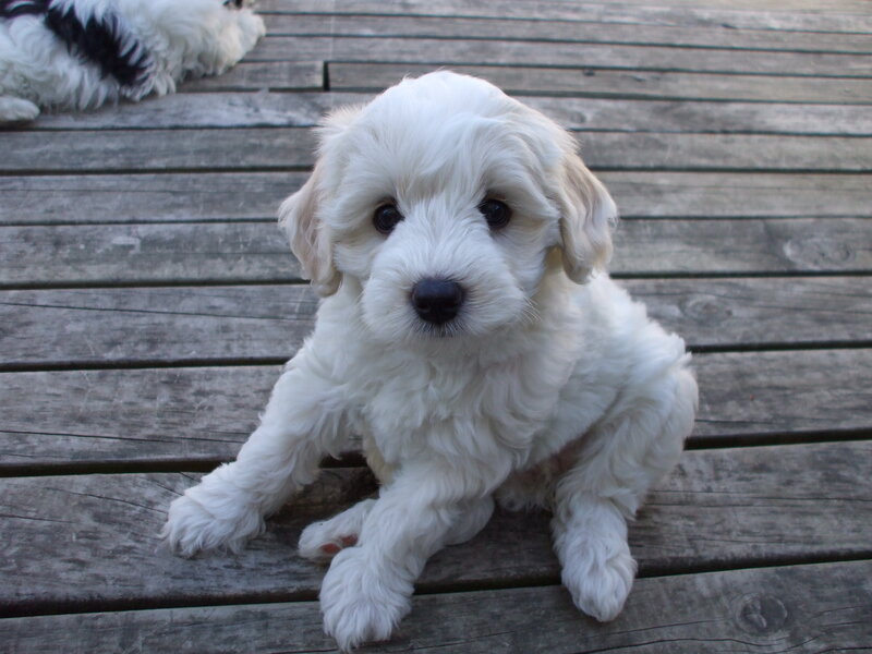 White Puppy on Deck — Calm