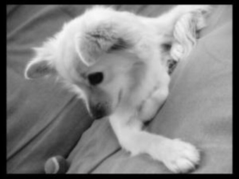 White Puppy on Fabric