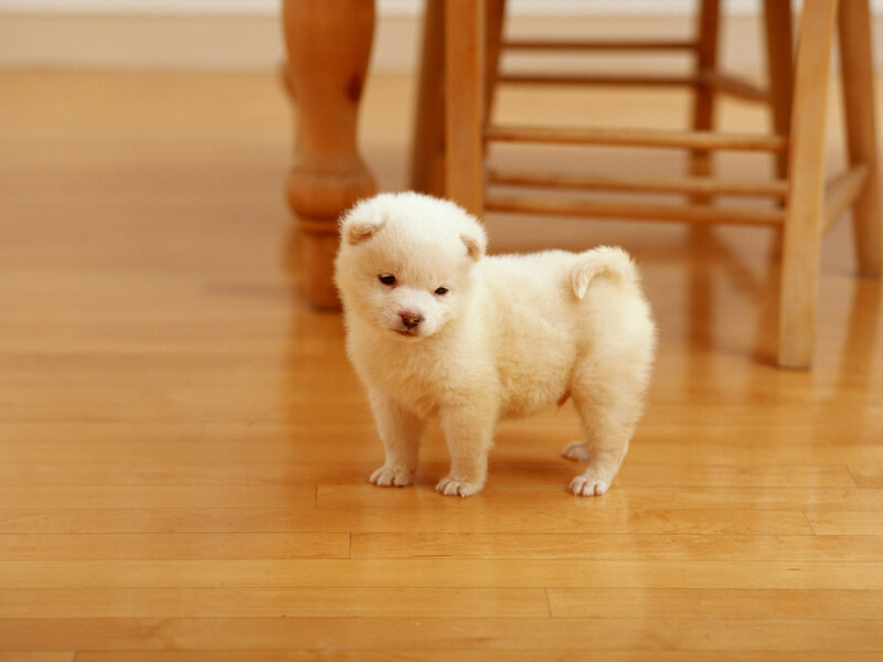 White Puppy on Floor — Calm, Photograph
