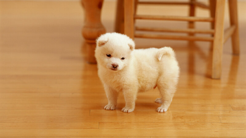 White Puppy on Floor — Calm