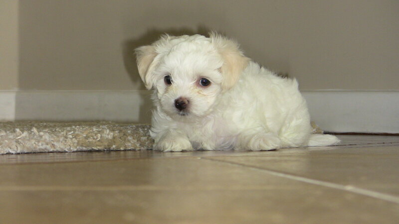 white puppy on floor