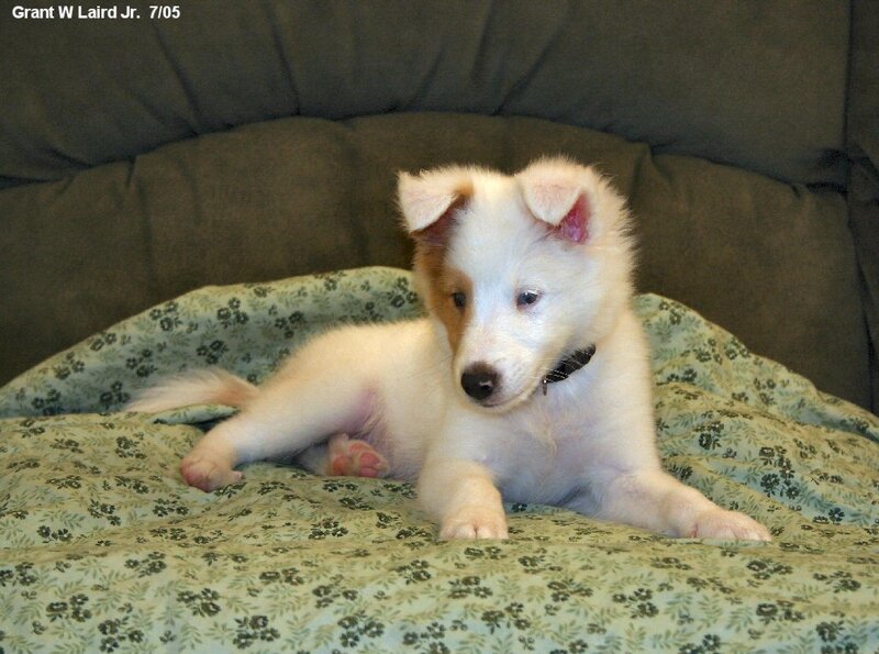 White puppy on floral blanket