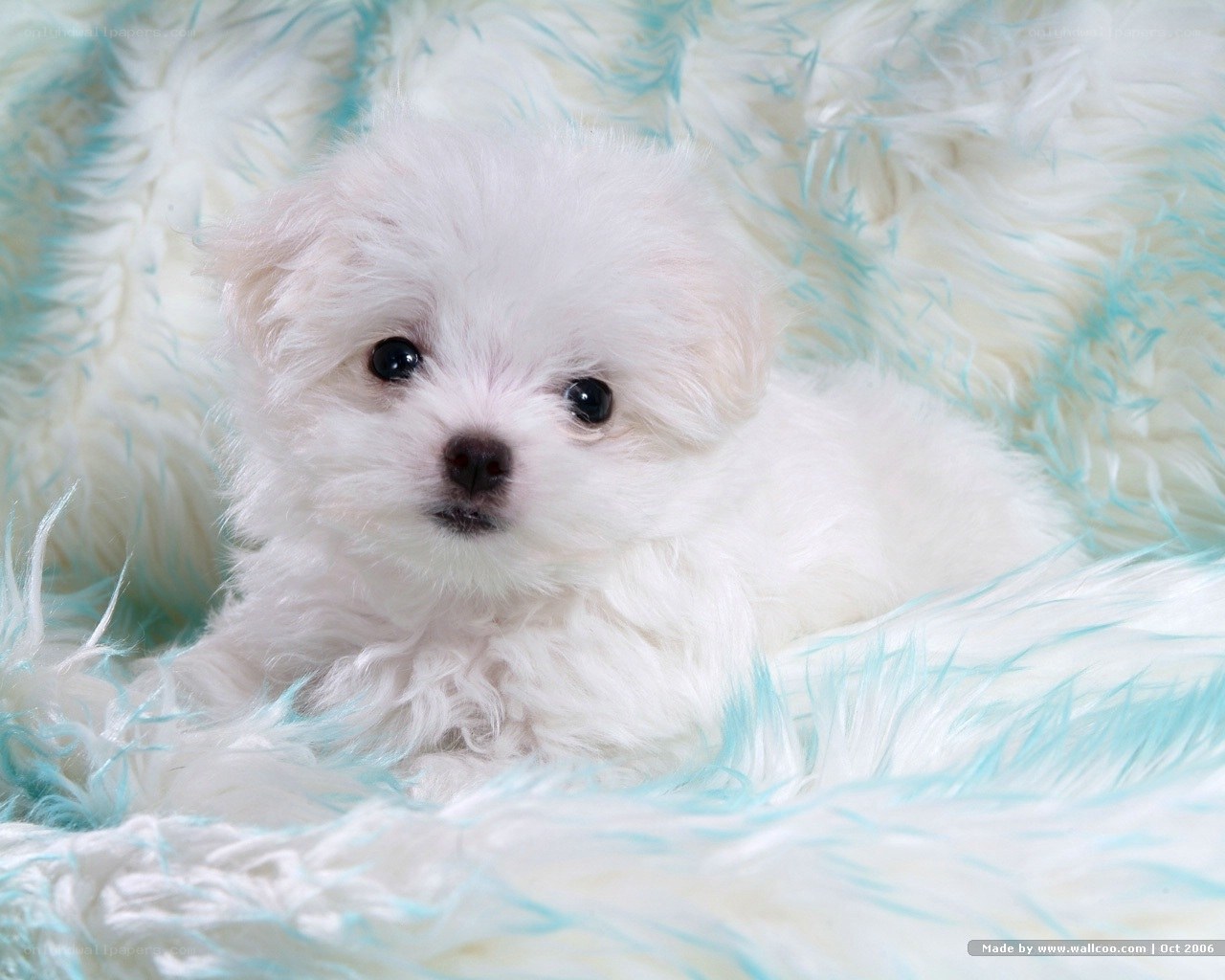 white puppy on fluffy blanket