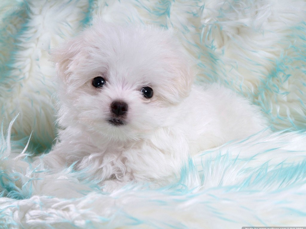 white puppy on fluffy blanket