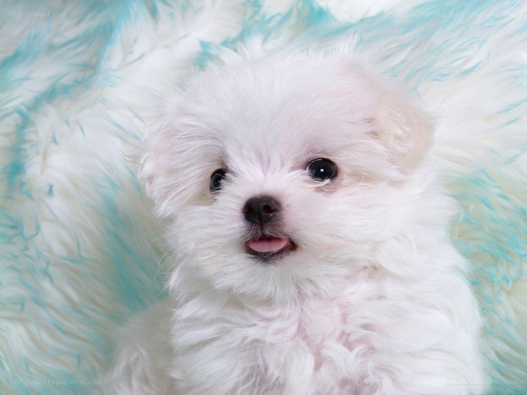 white puppy on fluffy blanket