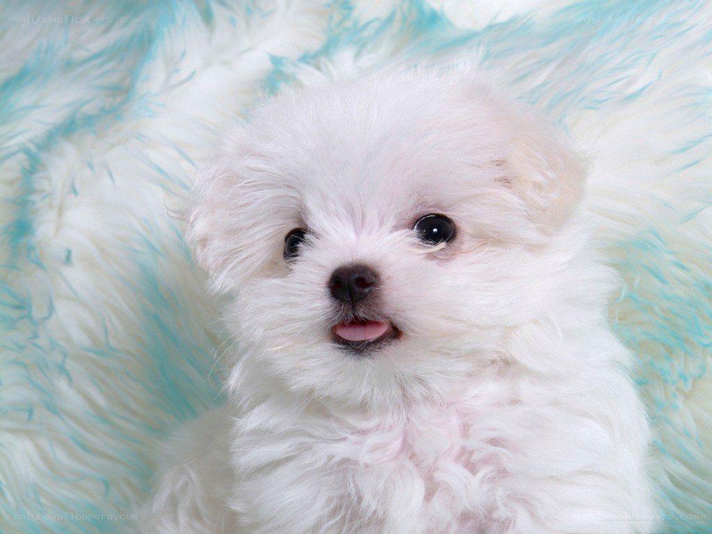 white puppy on fluffy blanket