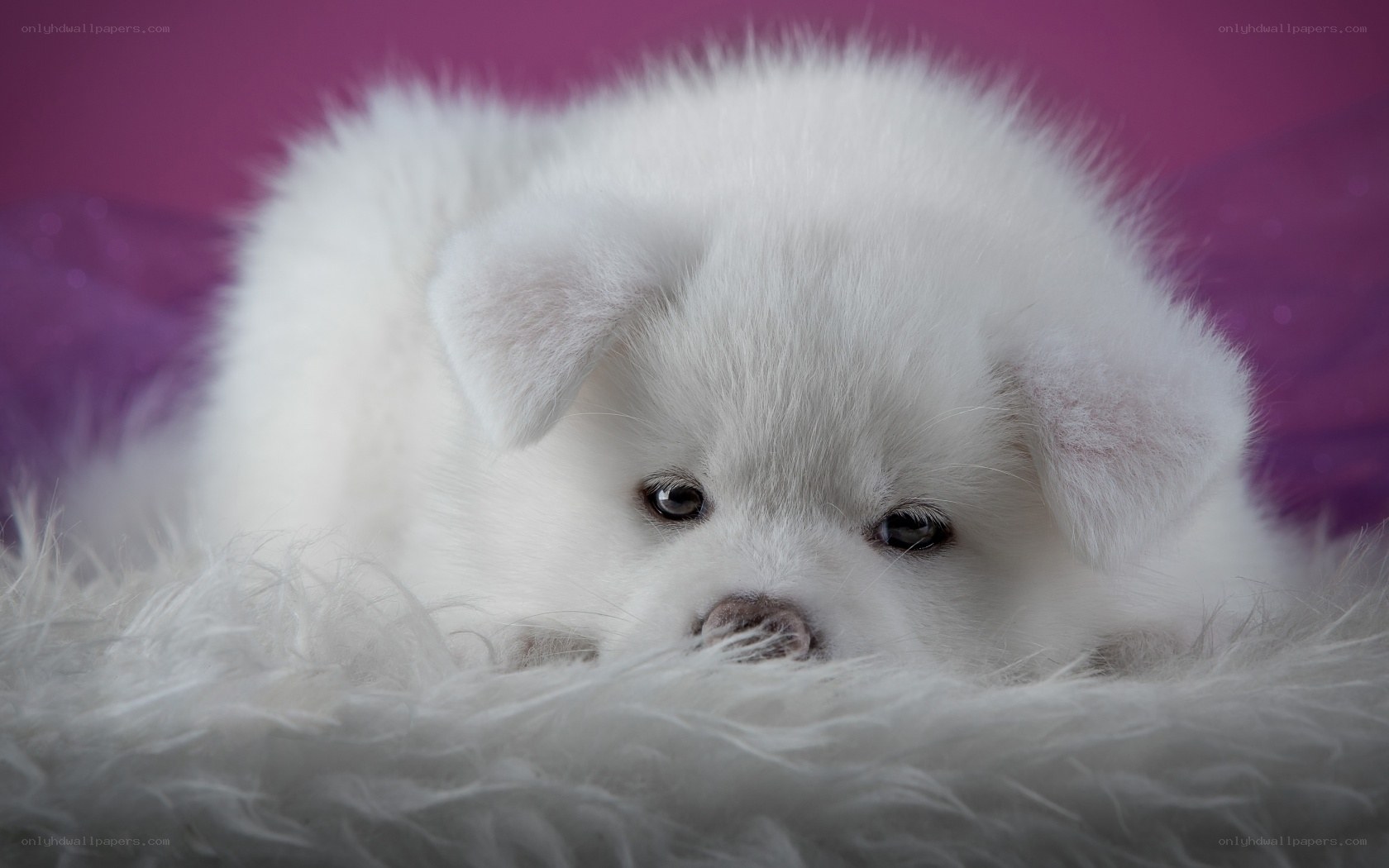 white puppy on fluffy surface