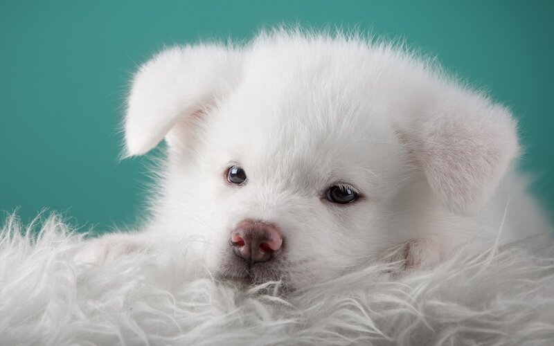 white puppy on fluffy surface