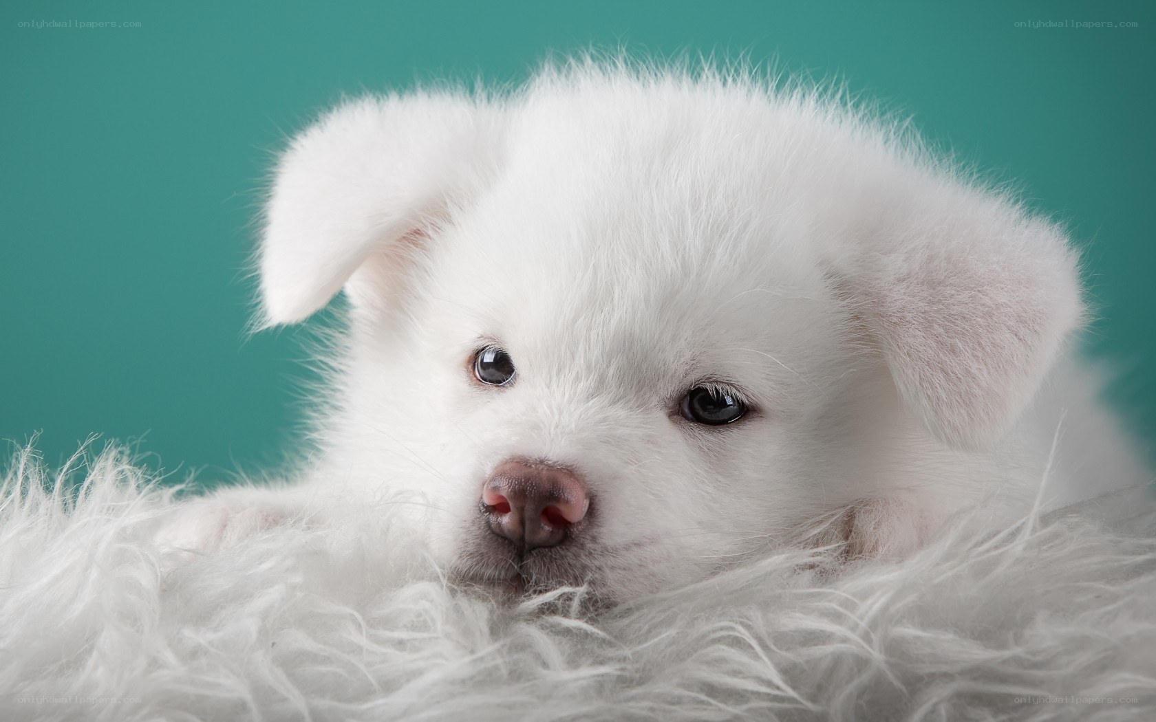 white puppy on fluffy surface