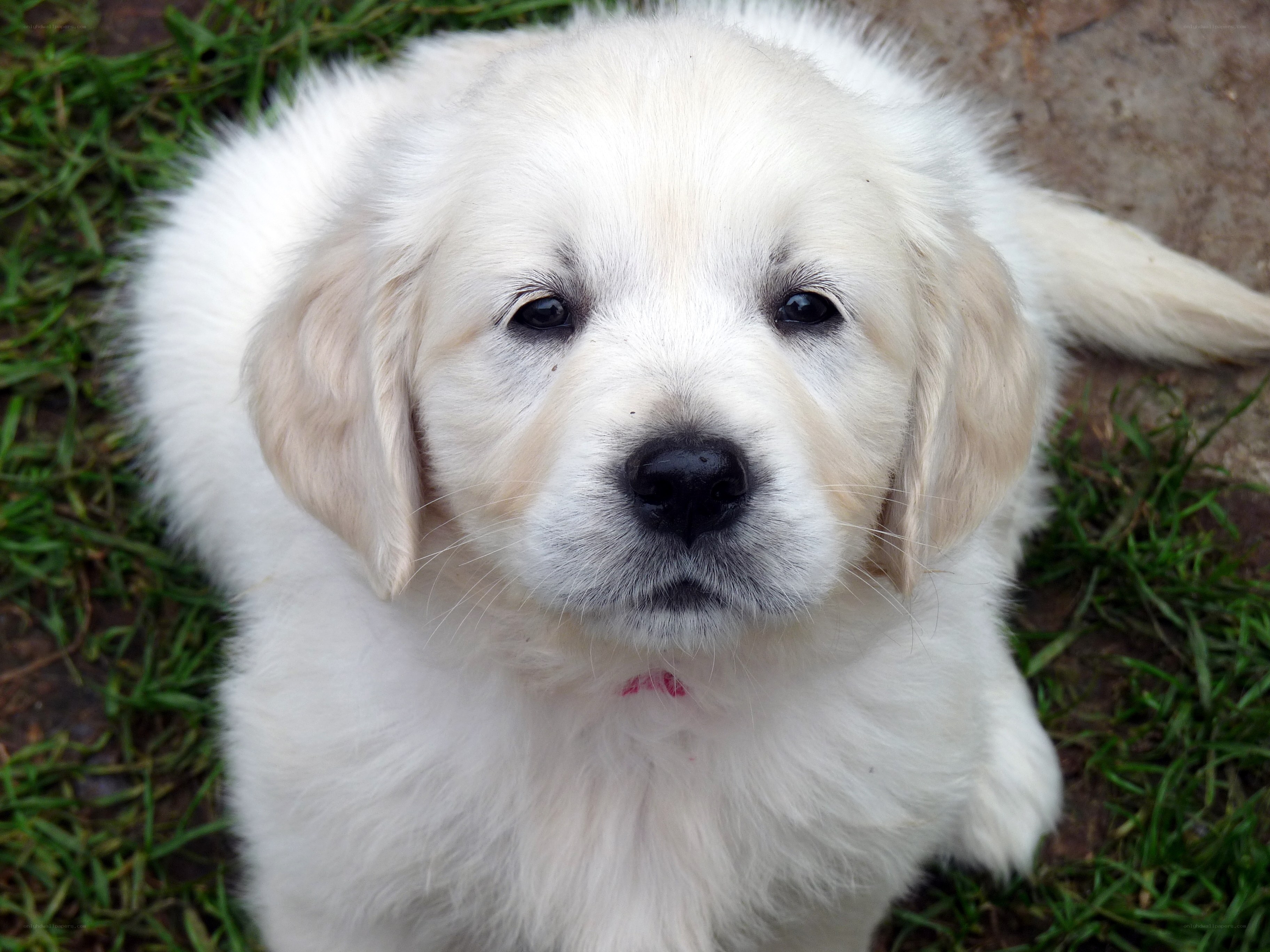 white puppy on grass