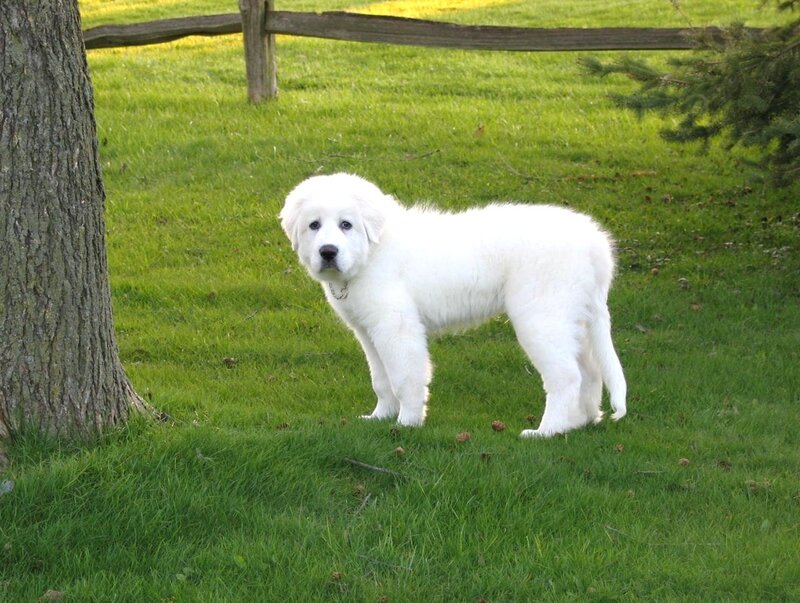 White puppy on grass