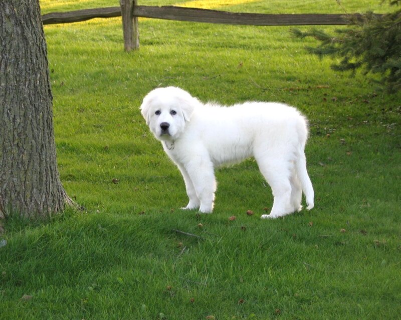 White puppy on grass