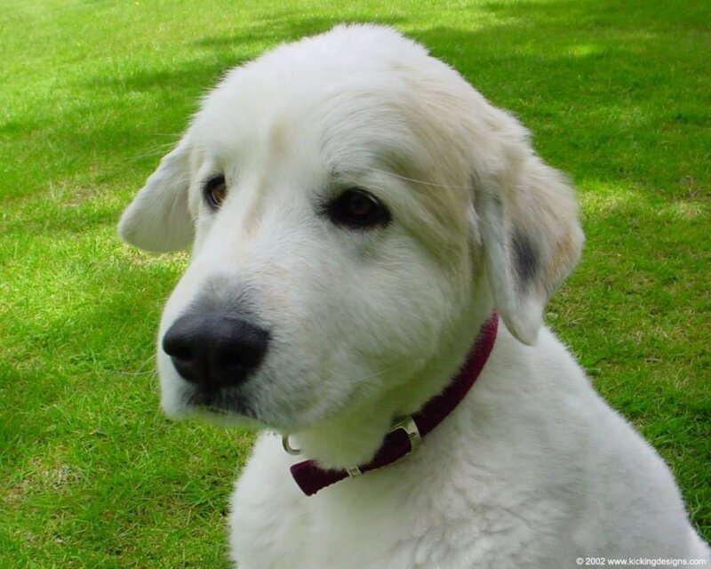 White Puppy on Grass — Calm, Afternoon, Photograph
