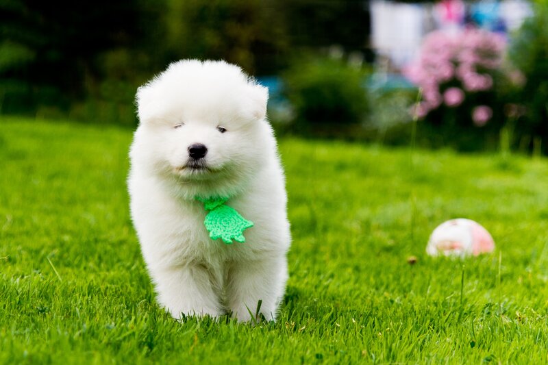White Puppy on Grass — Calm, Afternoon
