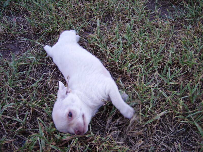 White Puppy on Grass — Calm