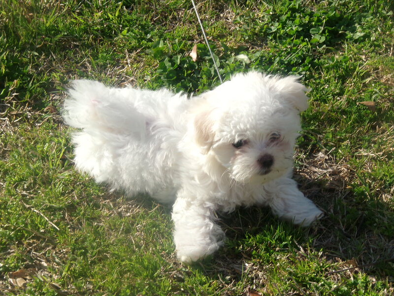 White Puppy on Grass — Green, Calm, Afternoon