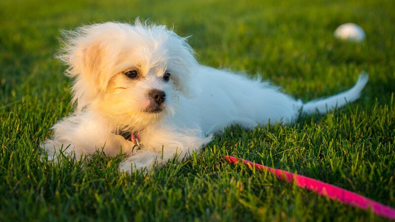 White Puppy on Grass — Green, Calm