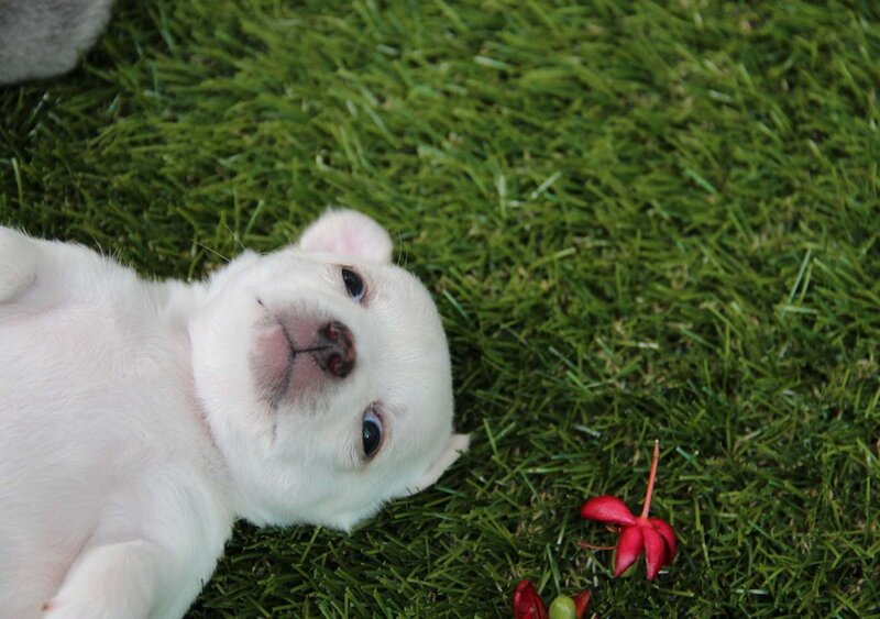 White Puppy on Grass — Green