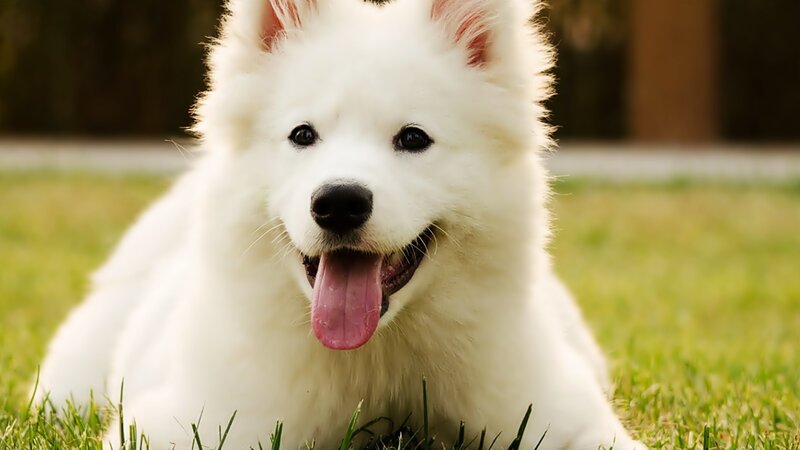 White Puppy on Grass — Happy