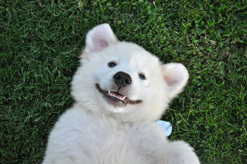 White Puppy on Grass — Playful
