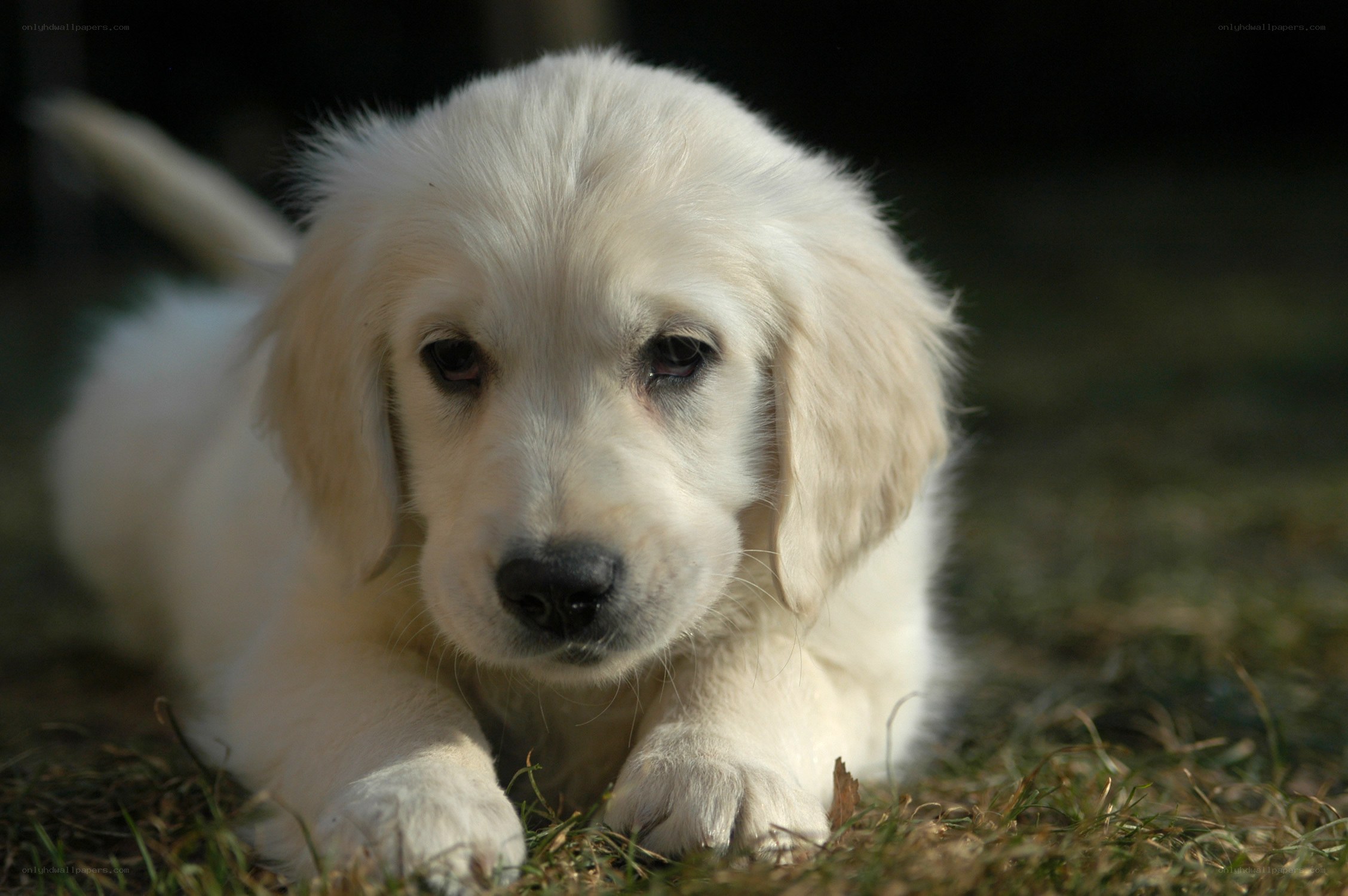 white puppy on grass