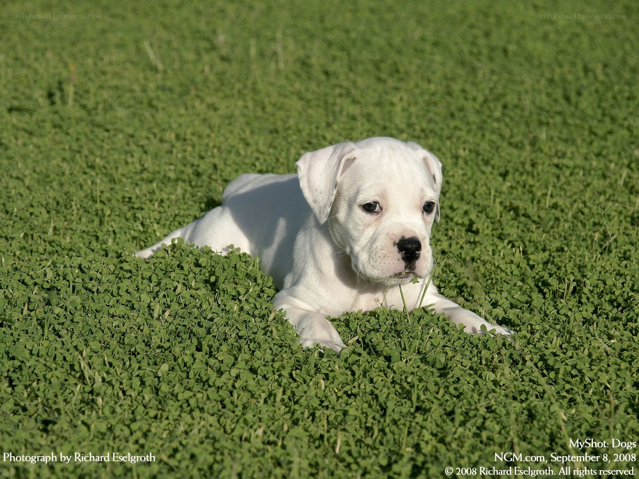 White puppy on green grass