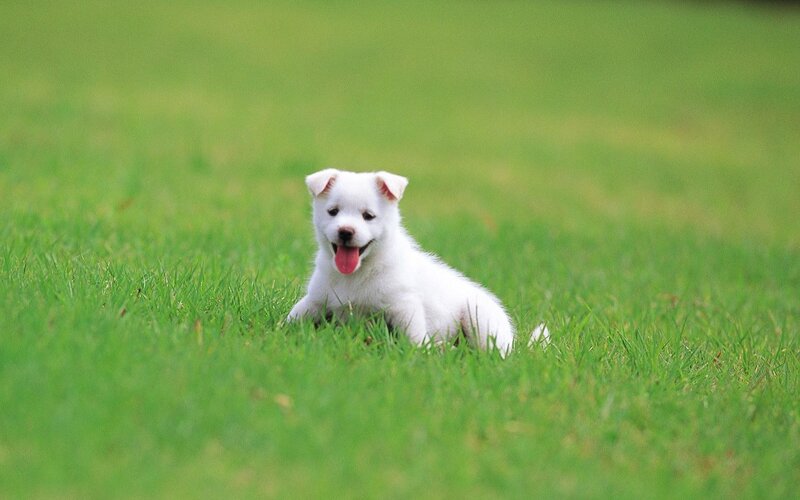 White puppy on green grass