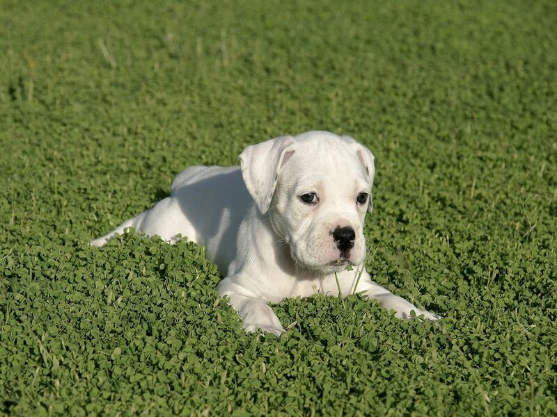 White puppy on green grass