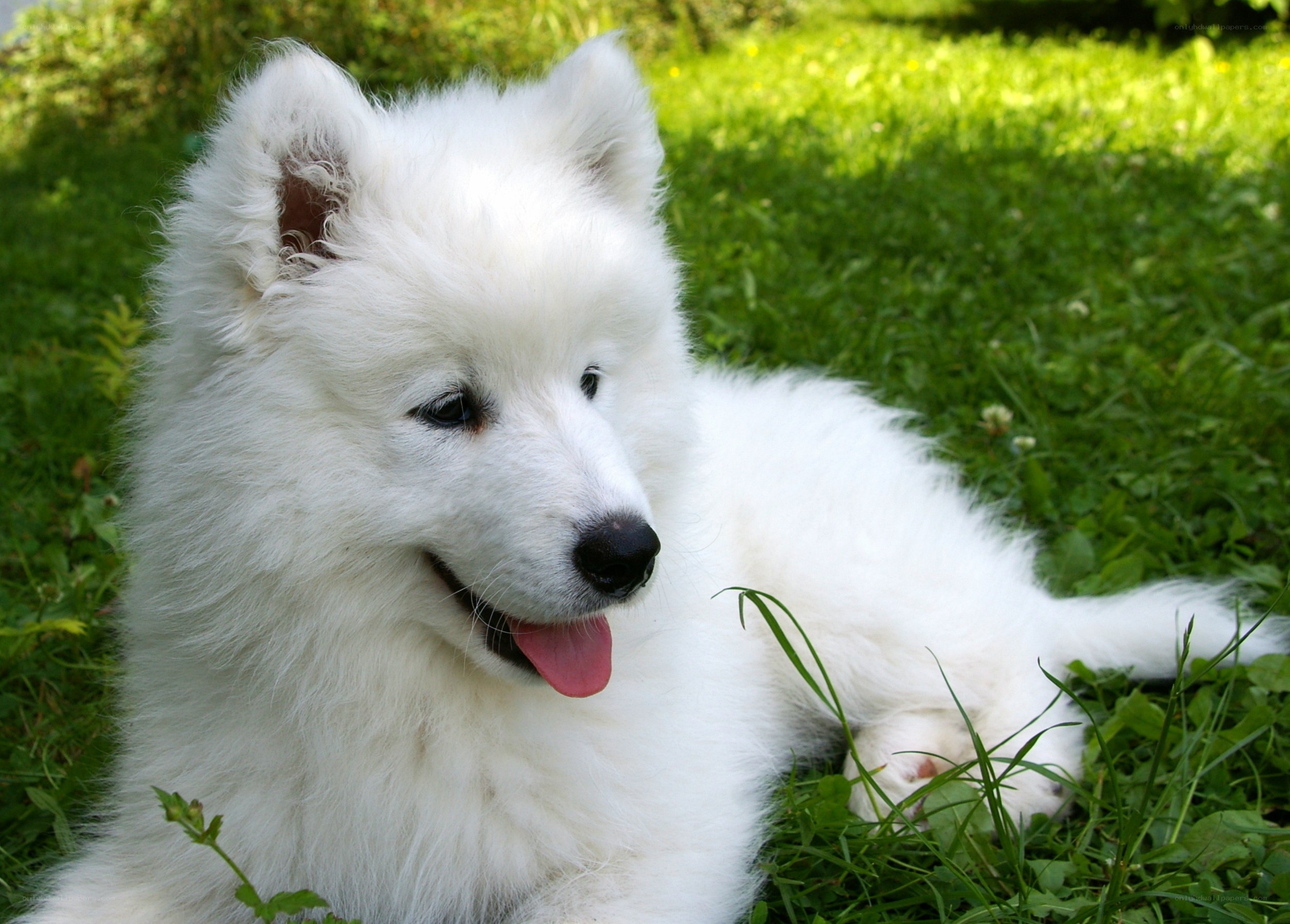 White puppy on green grass