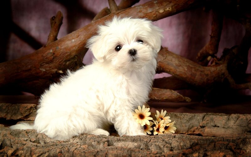 White Puppy on Log