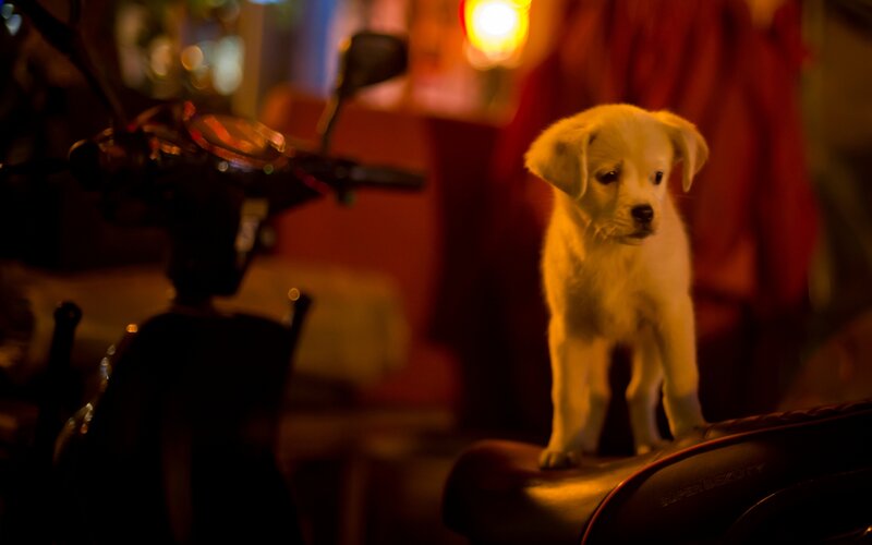 White Puppy on Motorcycle