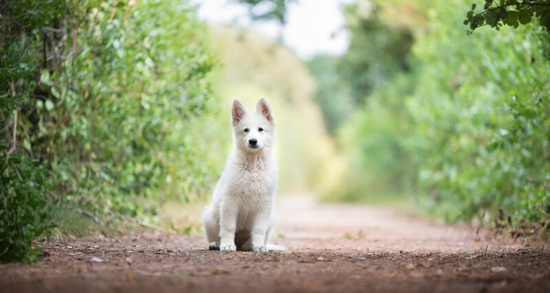 White Puppy on Path