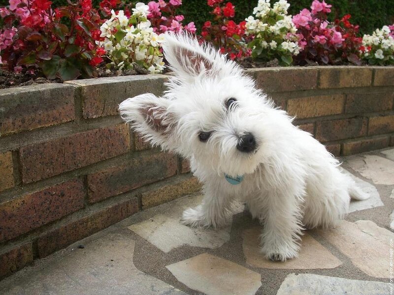 White Puppy on Patio