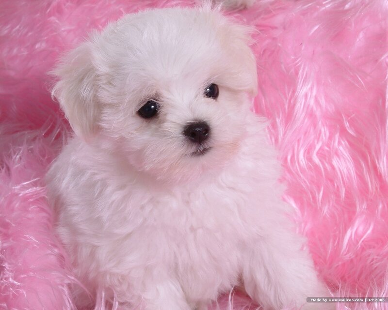 White Puppy on Pink Blanket — Calm